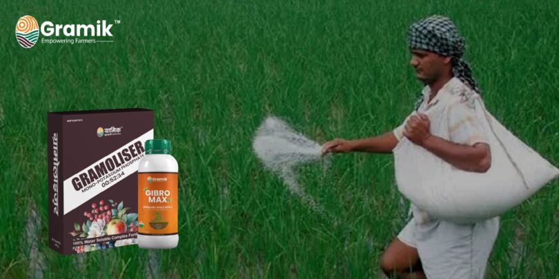 Gramoliser और Gibromax का शानदार कॉम्बो