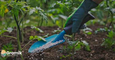 बायोफर्टिलाइज़र vs केमिकल फर्टिलाइज़र