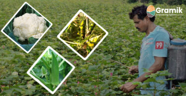 ज़िंक की कमी