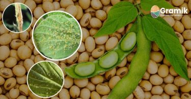 सोयाबीन