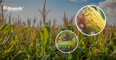 मक्का की फसल