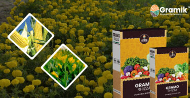 Gramo Rhizza Mycorrhizal Biofertilizer