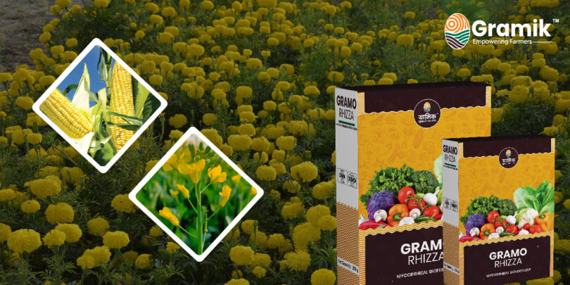 Gramo Rhizza Mycorrhizal Biofertilizer