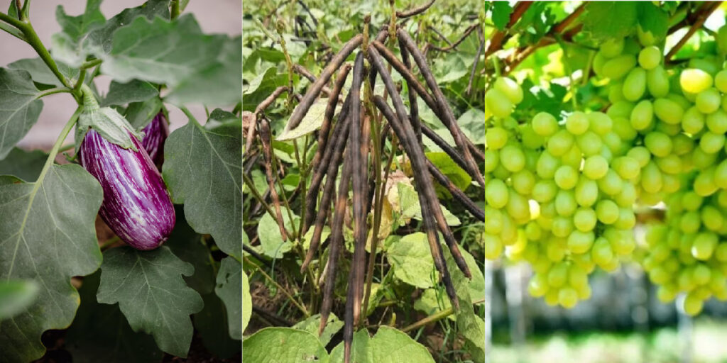 Gramo Rhizza Mycorrhizal Biofertilizer