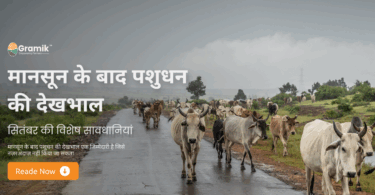 मानसून के बाद पशुधन की देखभाल
