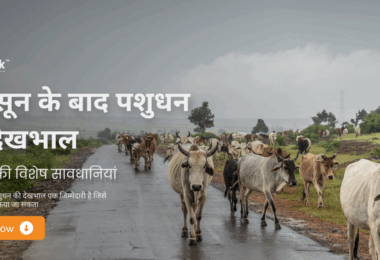मानसून के बाद पशुधन की देखभाल