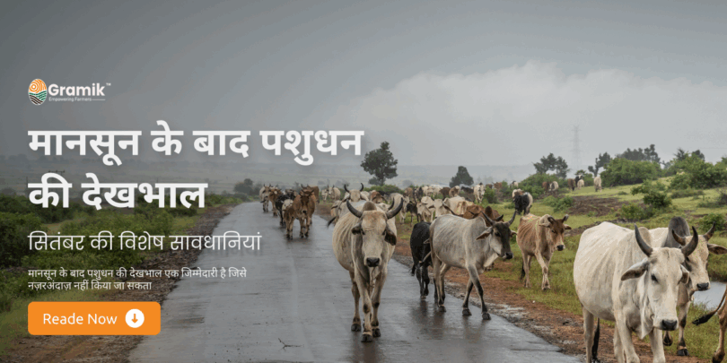 मानसून के बाद पशुधन की देखभाल