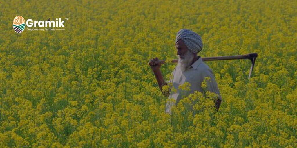 सरसों की बिजाई 