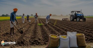 सरसों की बिजाई