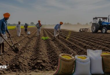 सरसों की बिजाई