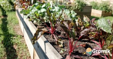 किचन गार्डन में उगाने के लिए 10 सबसे आसान पौधे