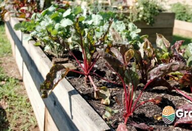 किचन गार्डन में उगाने के लिए 10 सबसे आसान पौधे