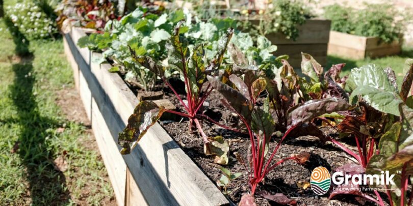 किचन गार्डन में उगाने के लिए 10 सबसे आसान पौधे