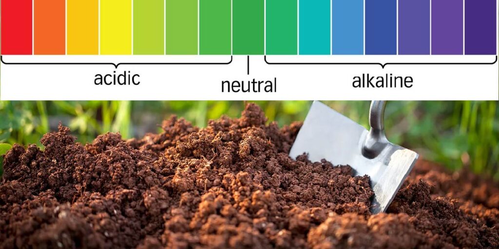 सरसों की बिजाई 