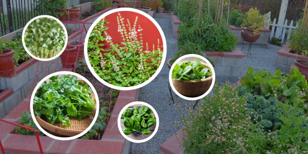 किचन गार्डन में उगाने के लिए 10 सबसे आसान पौधे